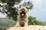 CAIRN TERRIER 543